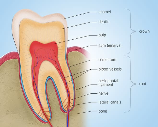 human canine teeth diagram